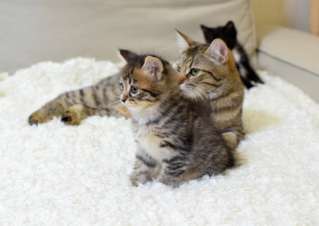 A small cute kitten of the Kuril Bobtail breed with a cat mom. The cat with kittens lies on the sofa. selective focus.の写真素材