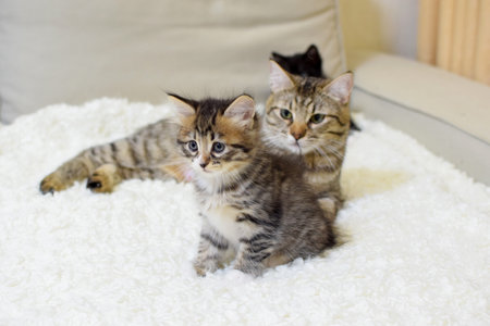 A small cute kitten of the Kuril Bobtail breed with a cat mom. The cat with kittens lies on the sofa. selective focus.の写真素材