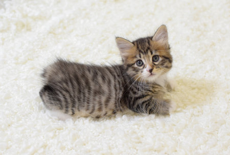 A small cute kitten of the Kuril Bobtail breed lies on a white fluffy plaid. A cat with a short tail. selective focusの写真素材
