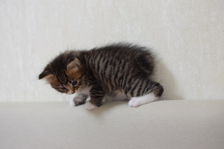 Little cute kitten of the Kuril Bobtail breed close-up. A cat with a short tail. selective focusの写真素材