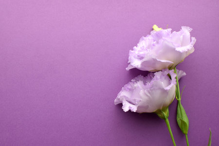 Beautiful purple eustoma flowers (lisianthus) in full bloom with buds leaves. Bouquet of flowers on lilac background. Copy spaceの写真素材