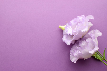 Beautiful purple eustoma flowers (lisianthus) in full bloom with buds leaves. Bouquet of flowers on lilac background. Copy spaceの写真素材