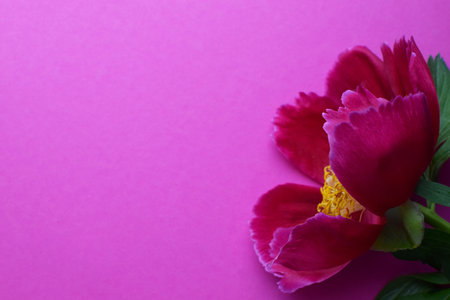 Beautiful red peony in full bloom close-up on a pink background. Copy space.の写真素材