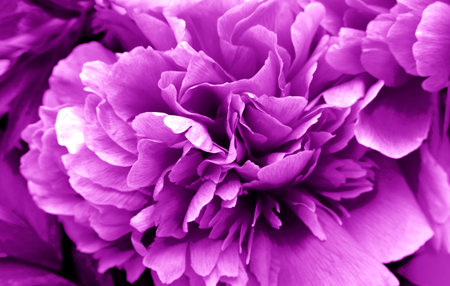 Fuchsia floral background with peonies closeup.の写真素材