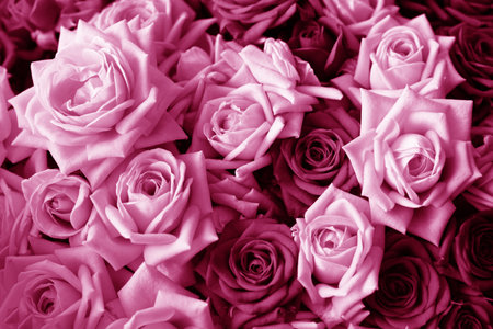 Pink floral toned background of roses. Photo of a bouquet in a flower shop.の写真素材