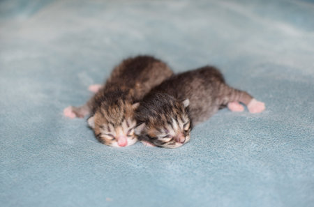 Little newborn striped blind kittens Kurilian Bobtailの写真素材