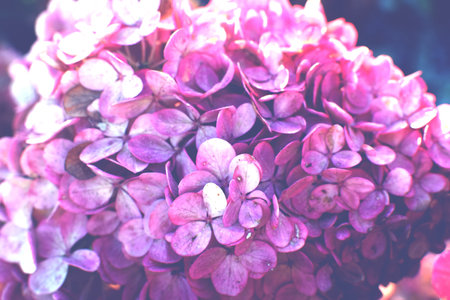 Hydrangea paniculata Little Blossom flower background. Pink autumn fading flowers, delicate photoの写真素材