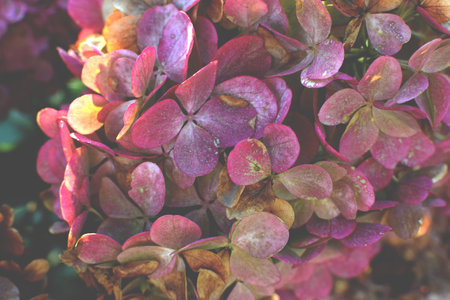 Hydrangea paniculata Little Blossom flower background. Pink autumn fading flowers, delicate photoの写真素材