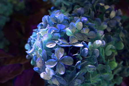 Hydrangea paniculata Little Blossom flower background. Autumn fading flowers, blue toned photoの写真素材
