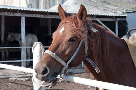 Close-up portrait of a bay horse. Horse standing in a wooden stall on a farmの写真素材