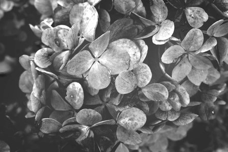 Hydrangea paniculata Little Blossom flower background. Autumn fading flowers. Black and white monochrome photoの写真素材