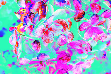 Tinted green with fuchsia floral background of hydrangea flowersの写真素材