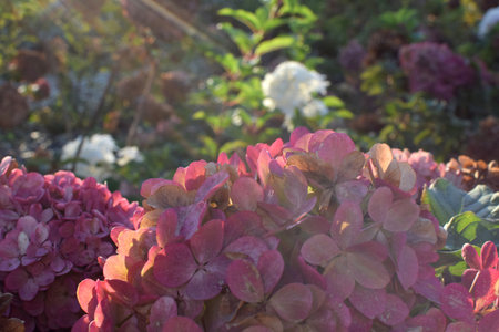 Hydrangea paniculata Little Blossom flower background. Pink autumn fading flowers, delicate photoの写真素材