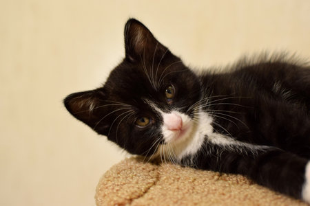 A cute, fluffy, black-and-white domestic kitten. These are Kurilian Bobtail kittens with a short tail.の写真素材