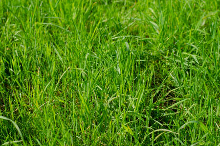 green grass texture background horizontalの写真素材