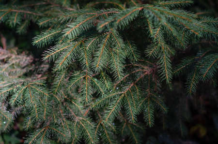 fir tree with shiny dewの写真素材