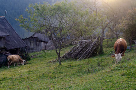 Cow on a green hill with forest, and the setting sun, golden hourの写真素材