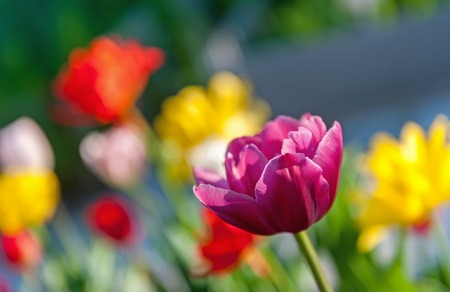 Tulip on a colored background bokeh in spring on a Sunny day, selective focus