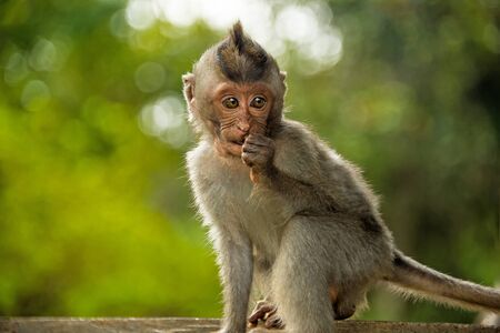 Catarrhini catarrhini the Old world sits and holds his paw in his mouthの写真素材