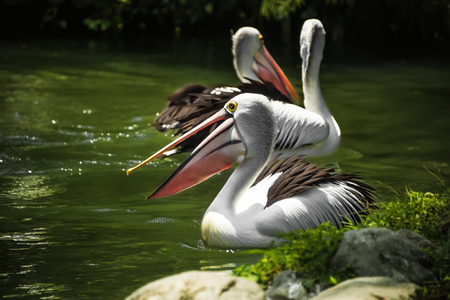 a group of pelicans swims in the pond, surrounded by grassの写真素材