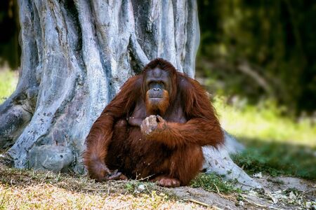 Huge red-haired orangutan sitting under a big treeの写真素材
