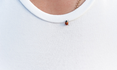 Ladybug sits on the collar white t-shirt dressed on a manの写真素材