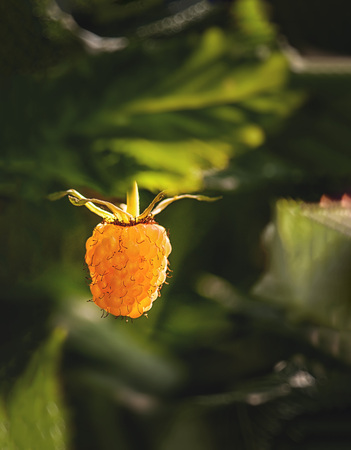 summer ripe yellow raspberry in the natural environmentの写真素材