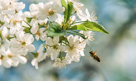 the bee flies to the flowers on the cherry tree in spring on a blurry colored backgroundの写真素材