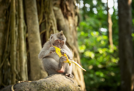 catarrhini Old world eating a banana while sitting on a rock in the rainforest