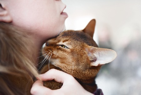 cat of the Abyssinian breed fondled by the mistress of the selective focusの写真素材