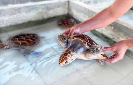 the loggerhead turtle in hand over pool with turtles on the turtle farmの写真素材