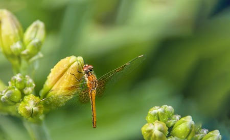 Dragonfly sitting on the flower buds of daylilies on blurred green background with place for your...