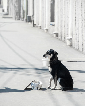 A large black dog begging sitting on the street with a bucket in his teeth on the street on a Sunny day in summer, vertical frameの写真素材