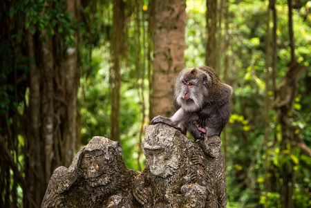 large adult catarrhini the Old world sitting on the stone figure of a monkey in a tropical forest,...