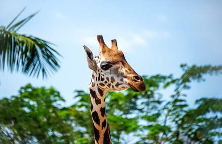 The giraffes head on a long neck on the background of green trees on a Sunny day. The horizontal frame.の写真素材