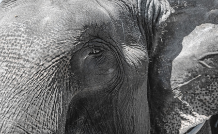 The eye of the elephant skin wrinkled gray large close. The horizontal frame.の写真素材