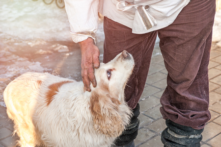 The hand of The owner stroking and caressing a large white dog with brown spots and big brown eyes.The horizontal frame.の写真素材