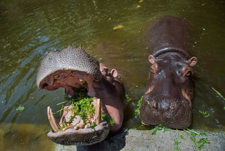 Eating Hippos in the water with open jaws, into which falls the grass.Sunny day. The horizontal frame.の写真素材