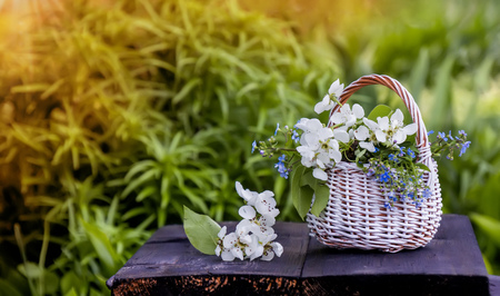 White wicker basket flowers forget-me-nots and Apple on a green natural background in Sunny day.の写真素材