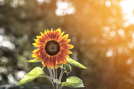 Lone tall sunflower at sunset on blurred background.の写真素材