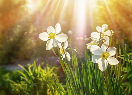 Background of green grass and flowers of Narcissus glare and rays of the sun close up. The horizontal frame.の写真素材