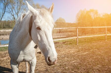 Head of white horse close-up in Sunny day.の写真素材