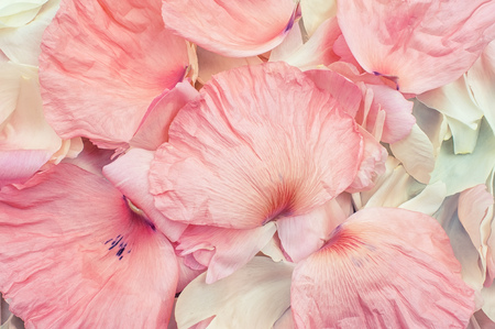 textured natural background of petal pink Poppy. Macro. A horizontal frame.の写真素材