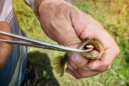 Extraction of the hook from the mouth of the fish by forceps on a Sunny summer day fishing male...