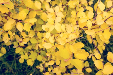 Background of small autumn leaves yellow color.の写真素材