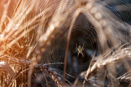 Web with spider on a field of wheat on a Sunny day. Selective focus, blur.の写真素材