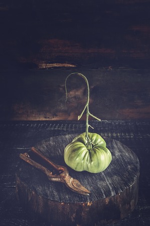 Green tomatoes with shears in a rustic style. Low key. Art. Copy space.の写真素材