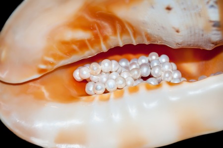 Isolated on black decorative shell with mother of pearl and a necklace of pearls . Close-up.の写真素材