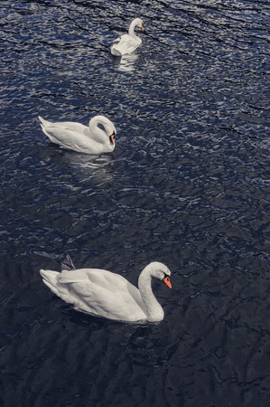 Three beautiful white swans floating on the water. T