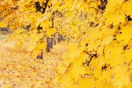 A beautiful Avenue of maple trees in autumn with yellow leaves. The horizontal frame.の写真素材